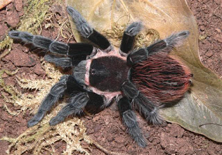 brachypelma vagans care,  brachypelma vagans for sale,  brachypelma vagans in florida,  brachypelma vagans handling,  brachypelma vagans growth rate,  brachypelma vagans temperament,  brachypelma vagans lifespan,  brachypelma vagans sling,  brachypelma vagans venom,  brachypelma vagans tarantula,  brachypelma vagans aggressive,  brachypelma vagans arachnea,  brachypelma vagans alter,  brachypelma vagans zucht,  brachypelma vagans allevamento,  brachypelma vagans alimentacion,  brachypelma vagans allegro,  brachypelma vagans bite,  brachypelma vagans breeding,  brachypelma vagans behavior,  brachypelma vagans biss,  brachypelma vagans bodengrund,  brachypelma vagans baby,  brachypelma cf. vagans,  brachypelma vagans cuidados,  brachypelma vagans chov,  brachypelma vagans cena,  brachypelma vagans cites, 