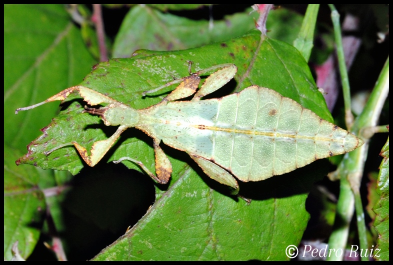 Ninfa macho L5 de Phyllium jacobsoni, 4 cm de longitud