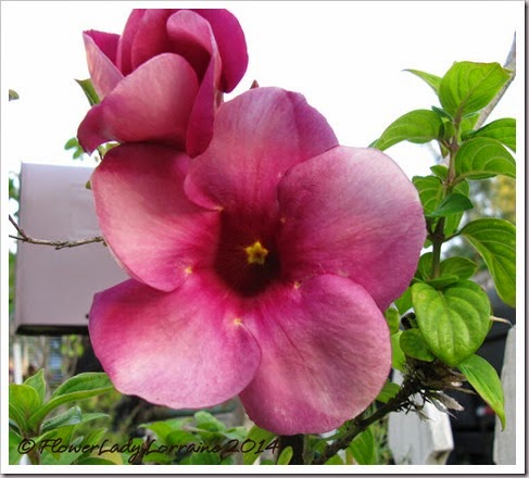 06-06-alamanda