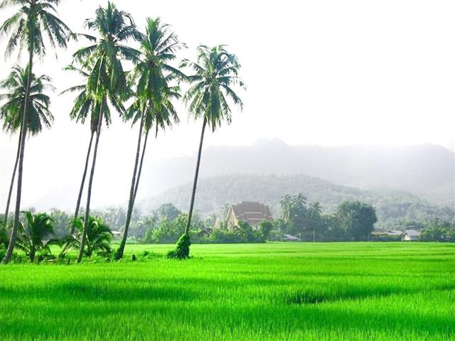 sawah padi