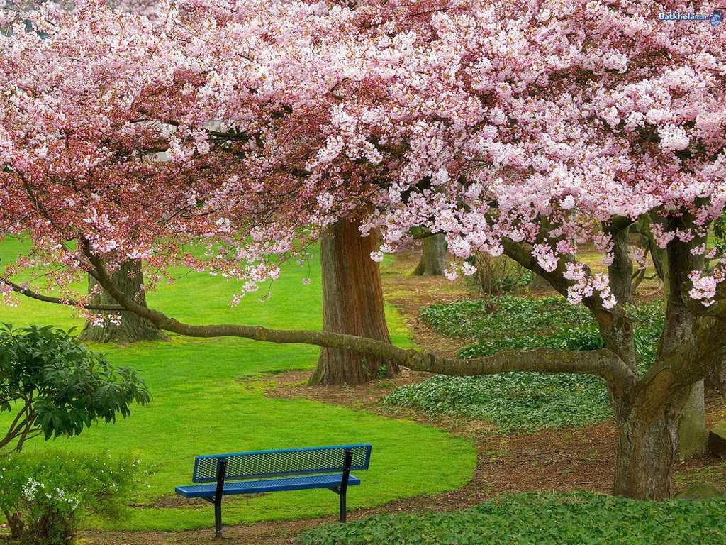 Bunga Sakura Wallpaper | PicsWallpaper.com