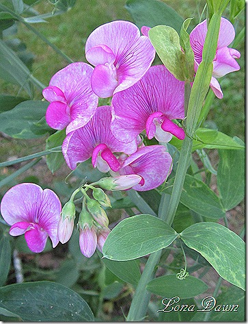 Sweetpeas_June14