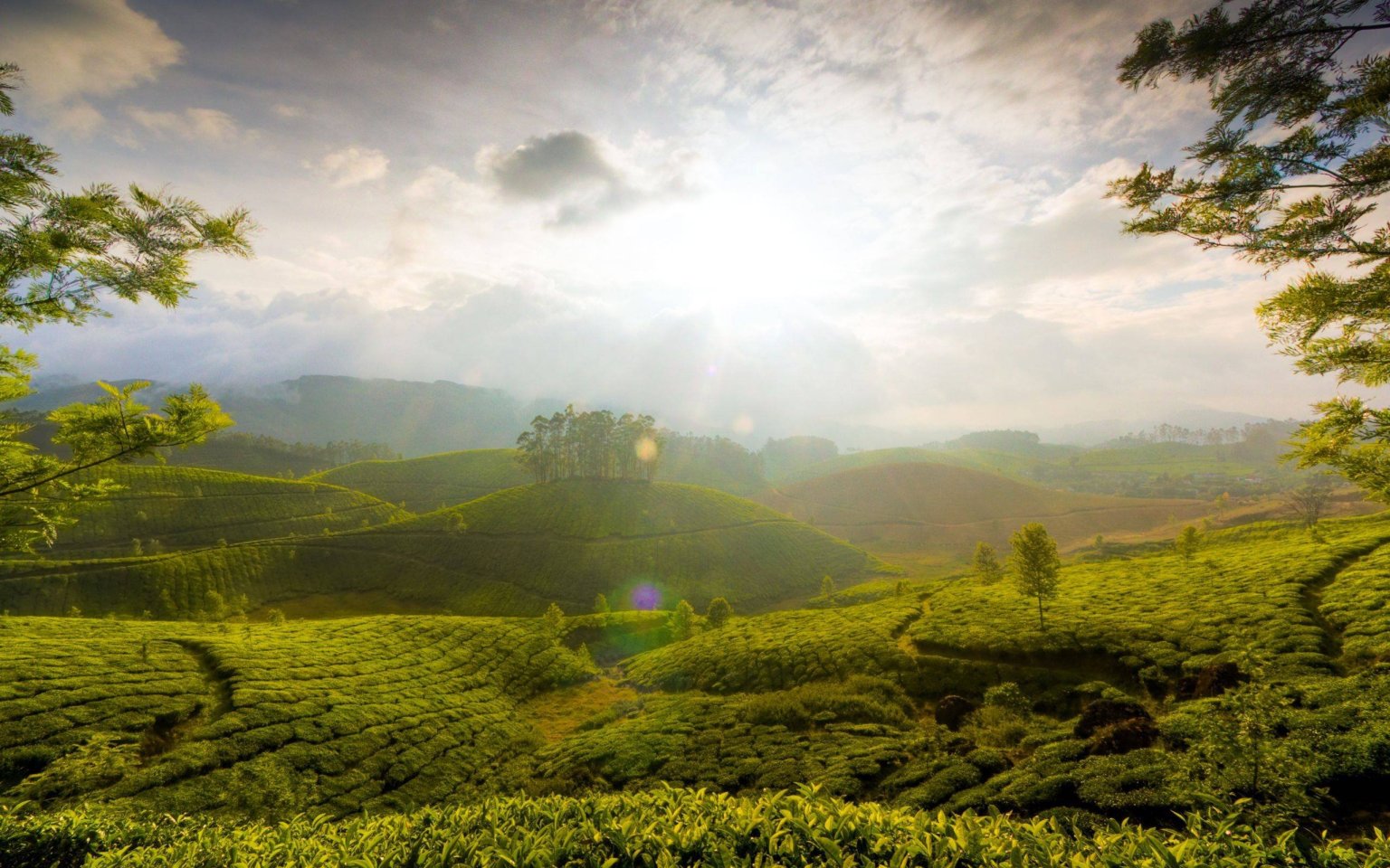 Tea garden hill of Munnar