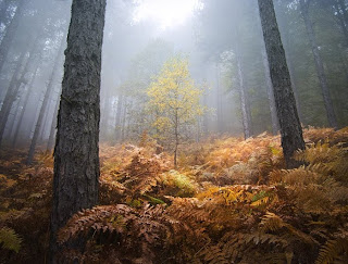 autumn, landscape