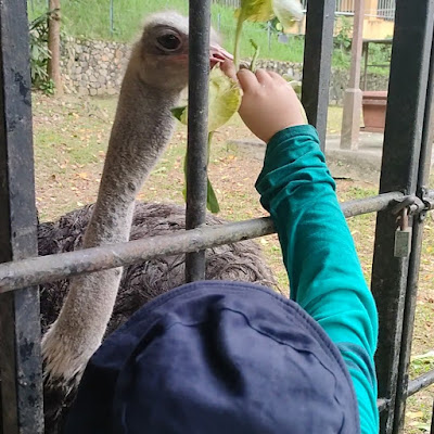 Feeding emu at kl bird park