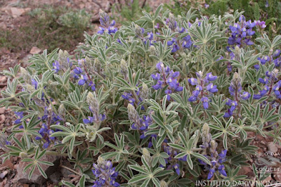 Lupinus intortus