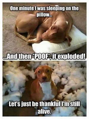 Dog Humor : One minute i was sleeping on the pillow and....