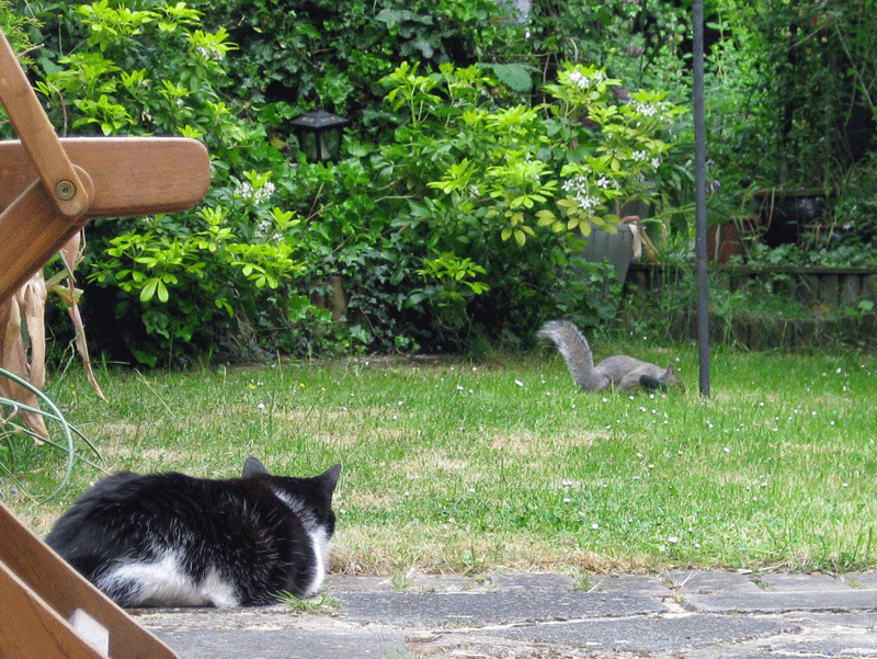 Molly watches a squirrel in the garden