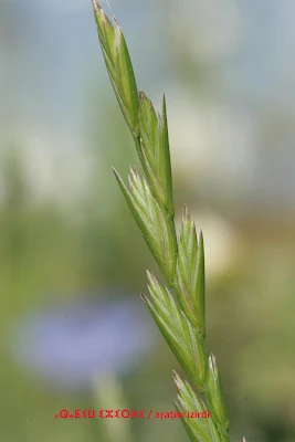 Lolium perenne L. / ⴰⵕⴰⵟⵉⵡ ⵉⵣⵉⵔⴷⵉ / aṛaṭiw izirdi / Ray-grass anglais ou ivraie vivace, ray-grass commun ou bonne-herbe / زوان معمر  / Poacées (Poaceae)