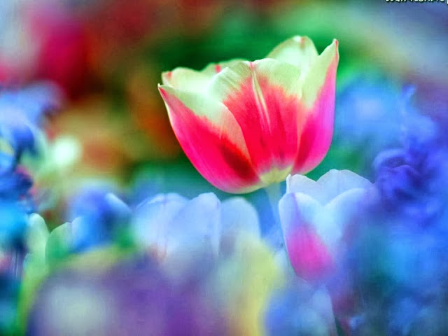 Beautiful Rainbow Flowers Wallpapers Free Download