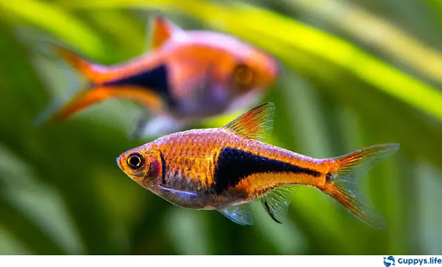 Guppies And Rasboras