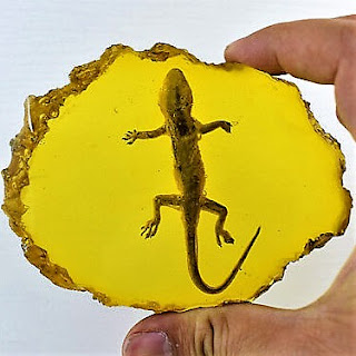 fosil gecko