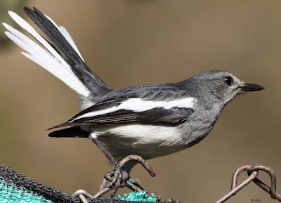 Oriental Magpie-Robin