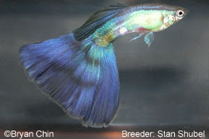 Purple Stan Guppy