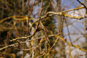 spring breeze in the willows