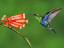 Colibri Hummingbird Smallest Bird