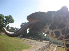 giraffe tongue, arizona zoo, feeding