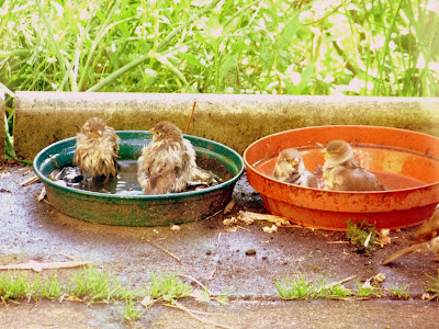 sparrows bathing in planter trays