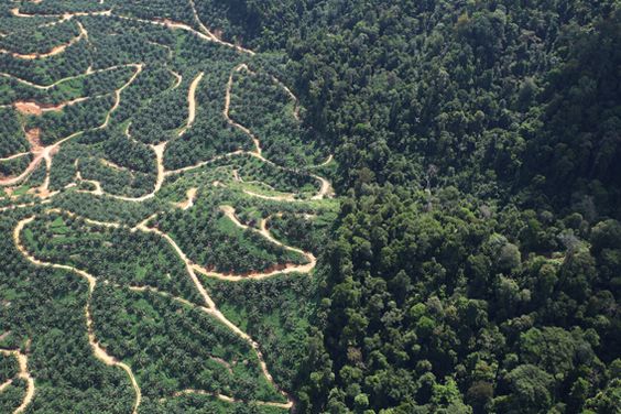 Tujuan utama pemanfaatan dan pengelolaan sumberdaya hutan adalah untuk memenuhi kebutuhan masyarakat dan meningkatkan kesejahteraan mereka. Namun, seringkali pertimbangan ekonomi mendominasi kebijakan di bidang kehutanan. Banyak ahli kehutanan berharap agar pertimbangan ekonomi tidak mendominasi kebijakan ini, terutama jika dilihat dari perspektif ekologi dan keseimbangan lingkungan hidup.   Sejak awal pengelolaan hutan, dasar manajemen kehutanan adalah menjaga kelestarian hasil hutan, dan perhitungan eksploitasi selalu didasarkan pada kemampuan regenerasi tegakan hutan. Kebijakan kehutanan juga berkembang dengan mempertimbangkan fungsi-fungsi ekologi, biologi, ekonomi, sosial, dan budaya hutan, serta upaya untuk menjaga kelestarian hutan yang penting bagi konservasi keanekaragaman hayati dan lingkungan.