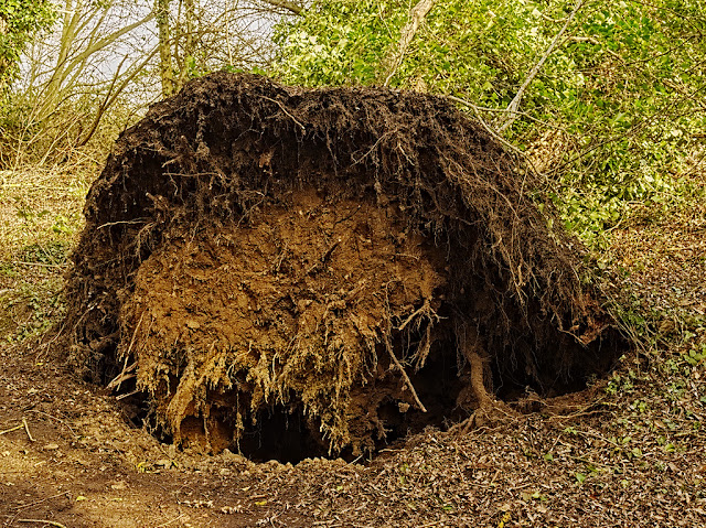 Root ball of fallen tree