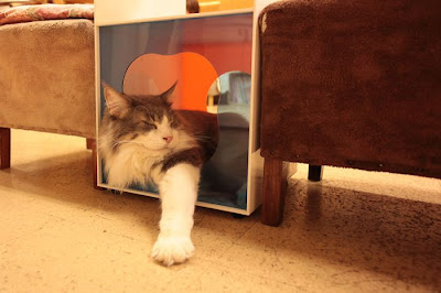 Tokyo's Cat Cafe Seen On  www.coolpicturegallery.us