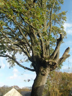 Pollarded oak tree, taken from the garden side