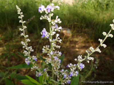 Vitex negundo