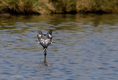  Diving Pied Kingfisher : Extreme Cropping Canon EOS 6D Full Frame