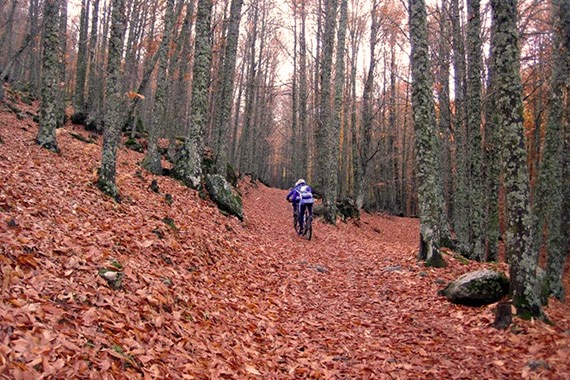 Ruta MTB por el Castañar de El Tiemblo, sábado 8 de noviembre 2014 ¿Nos acompañas?