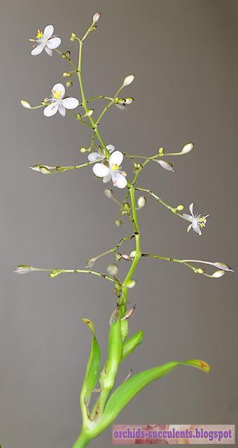 Murdannia loriformis ‘Bright Star’, Μουρντάνια η λωριόμορφη ποικ. Φωτεινό Άστρο, ανθοφορία, άνθος, ταξιανθία