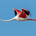 Greater Flamingo Flying