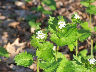 garlic mustard