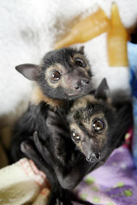 Cute Baby Bat Photo