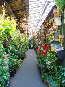 ile de la cite flower market