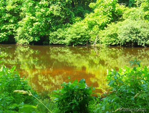 17. shawsheen river-kab