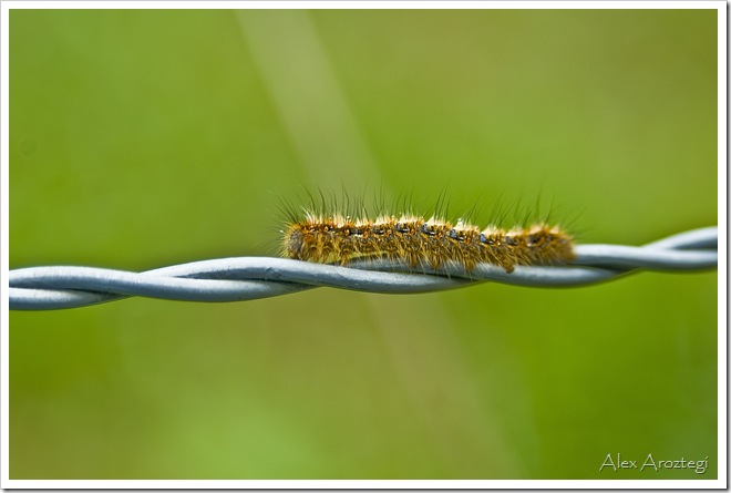 Oruga