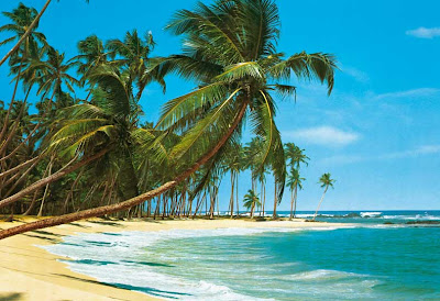 PALM TREES ON COPACABANA