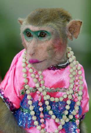 monkey in wedding dress