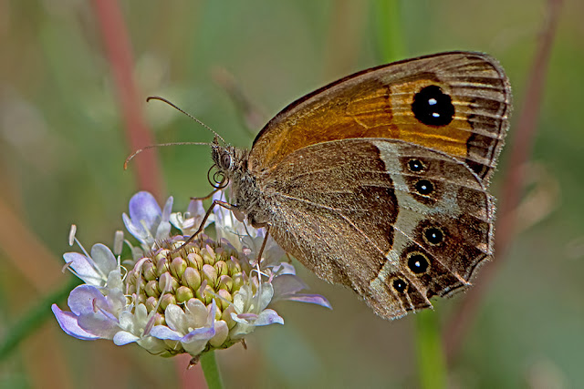 Pyronia bathseba the Spanish Gatekeeper butterfly