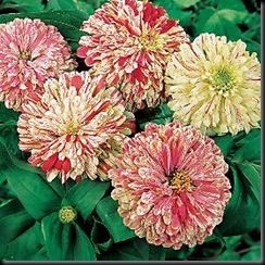 Candy Stripe Zinnia