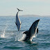 Dolphin Watching in Alankuda, Sri Lanka