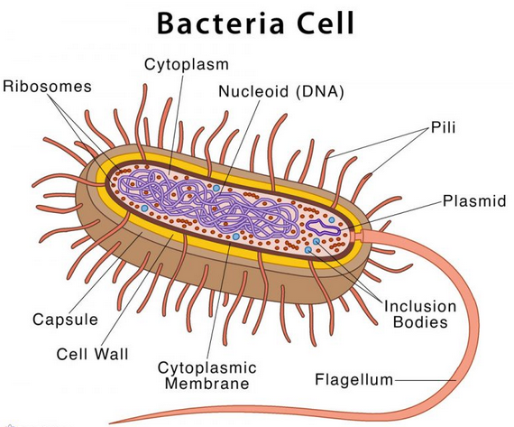 Types of microorganisms