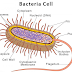 Types of microorganisms
