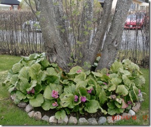 April-maj 2011 204