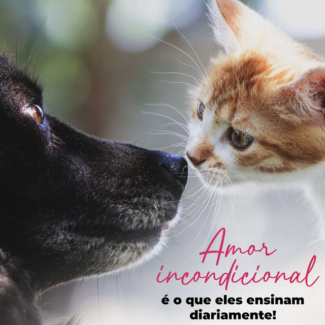 Aprenda a amar com os animais!