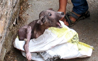 Puppy's amazing transformation after rescue
