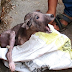 Puppy's amazing transformation after rescue :