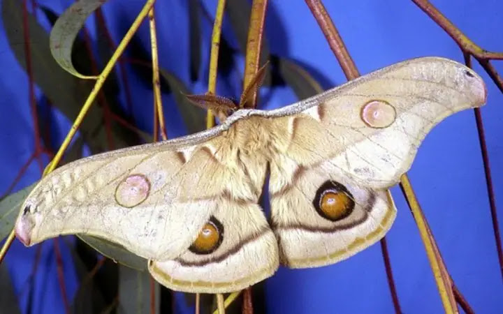 Meet the 12 Largest Moths in the World