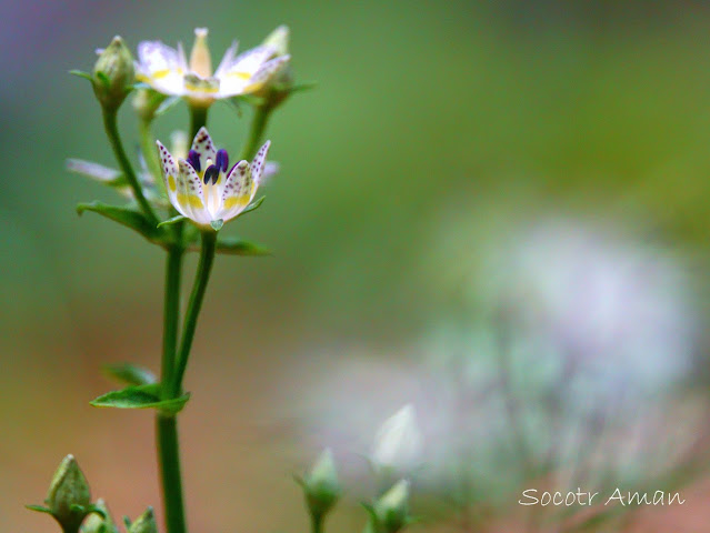 Swertia bimaculata