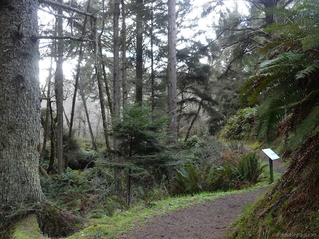 sign beside large trail, creek vanishing in a slight bit of missing vegetation